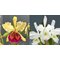 Сattleya x hardyana (C.dowiana aurea x C.warscewiczii  alba)