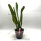 - Cattleya dominiana (Laelia purpurata x C. dowiana )