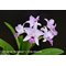 Laelia anceps “disciplinata” x L. rubescens