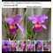 Cattleya Mrs Frederick Knolls (Cattleya X Hardyana x Cattleya mossiae)