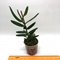 Angraecum florulentum