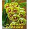 Цимбидиум (Cymbidium sinense Shi Men 石門)(1131)