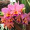 Rlc. Gorge King 'Serendibity'