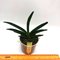Angraecum Kruger  Stars (leonis x eguitens)