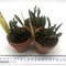 ЛАЕЛИЯ (Laelia verboonenii)