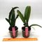Cattleya Maggie Raphael (trianae concolor x dowiana )