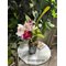 - Cattleya dominiana (Laelia purpurata x C. dowiana )