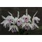 Cattleya  maxima semi-alba x sib ( 'La Pedrena' x 'Cool Beauty')