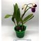 Cattleya Sangob Delight