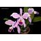 Cattleya gaskelliana (f. amoena x f. coerulea) x self