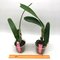 Cattleya Leda (C dowiana aurea x C percivaliana)