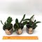 Laelia pumila 'Spitskop' x sib