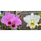 Cattleya percivaliana tipo Tiago X C. percivaliana alba Бразилия