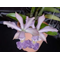 C. Memoria Hiromi Nishii