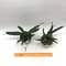 Aeranthes orthopoda