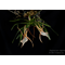 graecum  vigueri