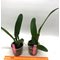 Cattleya Leda (C dowiana aurea x C percivaliana)
