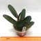 Cattleya  schilleriana (BR x Guarapari-coerulea)