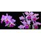 Cattleya  mendellii x warscewizcii