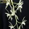 Цимбидиум (cymbidium dayanum var. alba)(879)