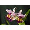 Cattleya X hardyana ( C warscewiczii semialba Lunata x C dowiana aurea)