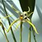 Maxillaria dillonii (А-39)