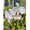Cattleya trianaei f. Albescens .