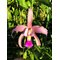 Laelia splendida x Laelia anceps v dowsonii