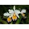 Cattleya Maggie Raphael (C trianae semialba La Rivera x C dowiana)