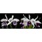 Laelia purpurata ( roxo violeta x werkauserii )