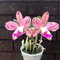 Blc. Durigan