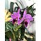 Cattleya Eva´s Fabula Contigo (labiata SA x rex)