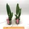 Cattleya Maggie Raphael ( C dowiana x C trianae semialba)
