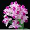 Cattleya Monte Elegante 新埔嘉德麗雅蘭