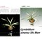 Цимбидиум (Cymbidium sinense Shi Men 石門)(1129)