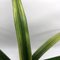 Цимбидиум (Cymbidium ensifolium Sa Mo Jin 蕯摩錦)(1128)
