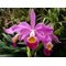 Cattleya (jemannii s/alba x eldorado )