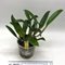 laelia praestans X rhyncholaelia digbyana