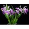 Laelia purpurata var. Flammea