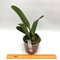 Cattleya trianaei f. coerulea (XWJ x Paulista)