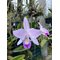 Lelia anceps ´Alba´ x Cattleya walkeriana alba .