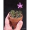 Laelia liliputana