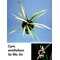 Цимбидиум (Cymbidium ensifolium Sa Mo Jin 蕯摩錦)(1128)