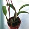 Lelia anceps ´Alba´ x Cattleya walkeriana alba .