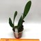 Cattleya Luedemaniana fma coerulea x sib
