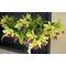 BLC. memoria helen brow