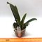 Cattleya gaskelliana (f. amoena x f. coerulea) x self