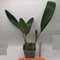 Maxillaria dillonii (А-39)
