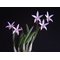 Laelia reginae
