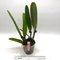 Cattleya Maggie Raphael ( C dowiana x C trianae semialba)посев